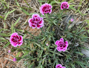 Q. 1988년 경기도 양평에 취득하여 주말용으로 사용하던 주택이 2021년 화재로 소실되어 철거하고, 재건축을 추진하였으나, 건축허가 문제로 지연되다가 나대지 상태로 2026년 1월에 매도하는 경우 해당 토지를 비사업용 토지로 판단하여야 하는지?A. 2007년 1월 1일 이전에 취득한 토지는 비사업용 토지 여부를 판단할 때 2007년 1월 1일을 기산점으로 삼아 판단합니다. 하지만 이것이 1988년부터 2006년까지의 기간을 버린다는 의미는 아닙니다. 비사업용 토지에 대한 중과세 제도는 2007년 1월 1일에 처음 시행되었습니다. 그 이전에 취득한 토지에 대해서는 소급적용을 피하기 위해, 법적으로 '2007년 1월 이후의 보유기간' 만을 대상으로 사업용으로 사용했는지를 따집니다. 따라서 1988년에 취득했더라도 세법상 판정은 2007년부터 양도일까지의 기간 내에서만 이루어집니다.&nbsp;- 판정 대상 기간 : 2007년 1월 1일부터 2006년 1월 16일까지(약 19년)- 사업용 사용 기간 : 합계 16년&nbsp; 1. 2007년 ~ 2021년(소실 전) : 주택 부수토지로 사용(약 14년)&nbsp; 2. 2021년 ~ 2023년(소실 후 유예기간 2년) : 법정 유예기간에 따라 사업용 인정(2년)- 비사업용 사용 기간 : 2024년 ~ 2026년(매각일) : 나대지 상태(약 3년)최종 판정 결과비사업용 토지 판정 기준 중 하나인 ' 전체 보유 기간의 60% 이상 사업용 사용'요건을 적용하면&nbsp;약 84% 이상이 사업용 기간에 해당하므로 사업용으로 판단합니다.&nbsp;장기보유특별공제(최대 30%)를 적용받을 때의 기간점은 2007년이 아닌 실제 취득일인 1988년을 적용합니다.&nbsp;&nbsp;&nbsp;